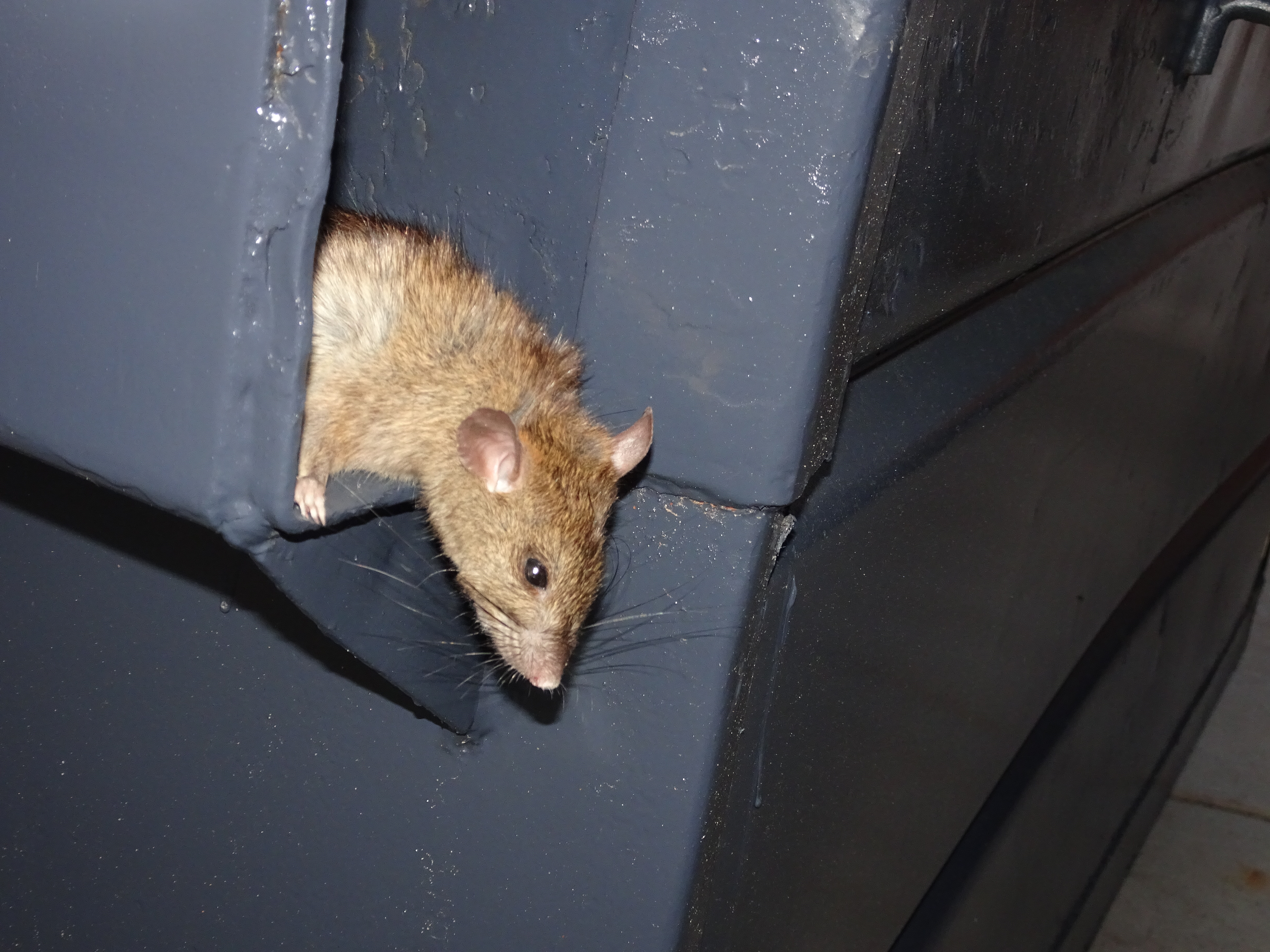 rodent trapping